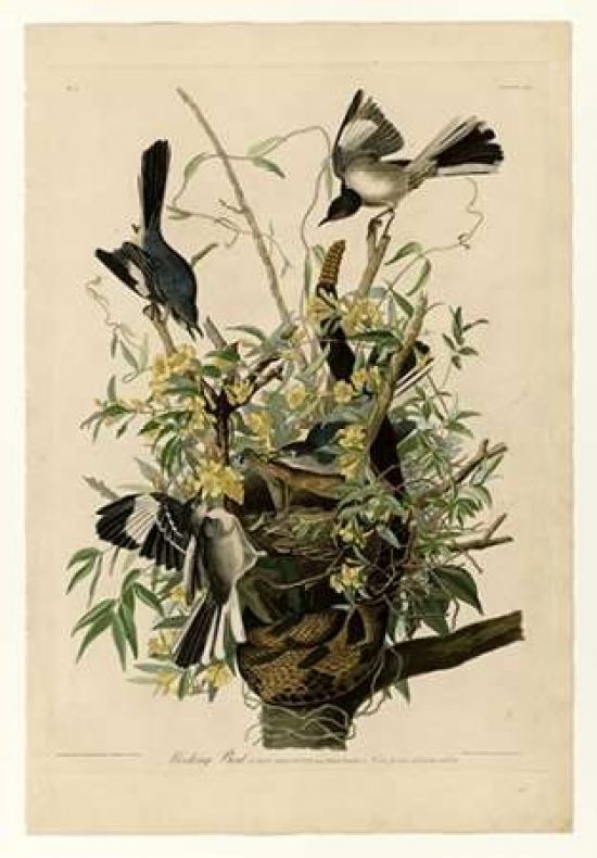 Pdxjja21small Mocking Bird Poster Print By John James Audubon, 10 X 14 - Small