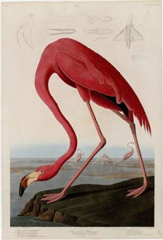 Pdxjja431small American Flamingo Poster Print By John James Audubon, 10 X 14 - Small