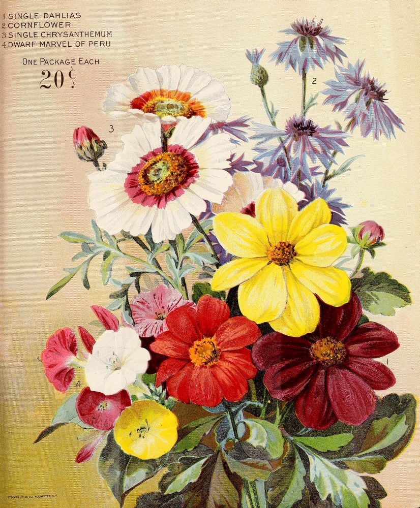 Pphpd51992large Wm. Elliott & Sons Catalogue 1898 Flowers Poster Print, 24 X 36 - Large