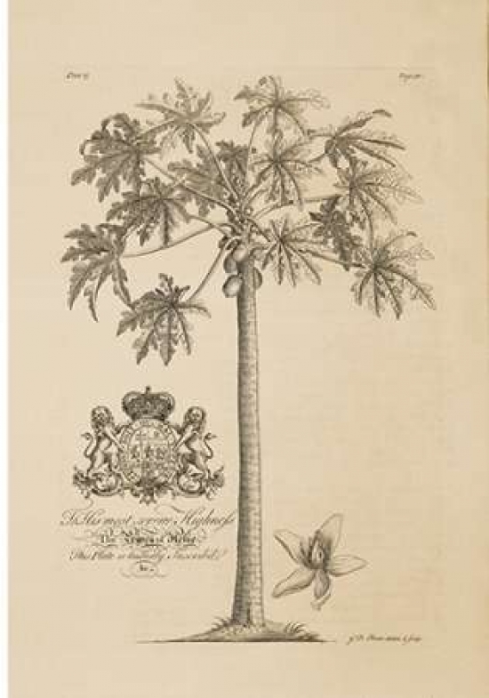 Pdxgdb15small Papaya Tree Poster Print By Georg Ehret, 10 X 14 - Small