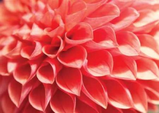 Coral Funnel Dahlia Poster Print By Dana Styber, 10 X 14 - Small