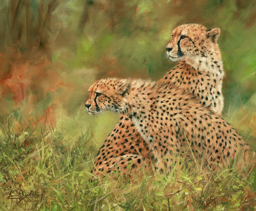 Mgl601878 Pair Of Cheetahs. Oil On Canvas Poster Print By David Stribbling, 16 X 12