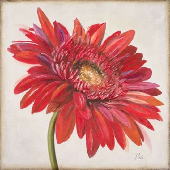 Pdx8778large Red Gerber Daisy Poster Print By Patricia Pinto, 24 X 24 - Large