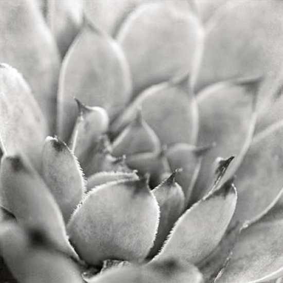 Pdx20824large Garden Succulent I Poster Print By Laura Marshall, 24 X 24 - Large