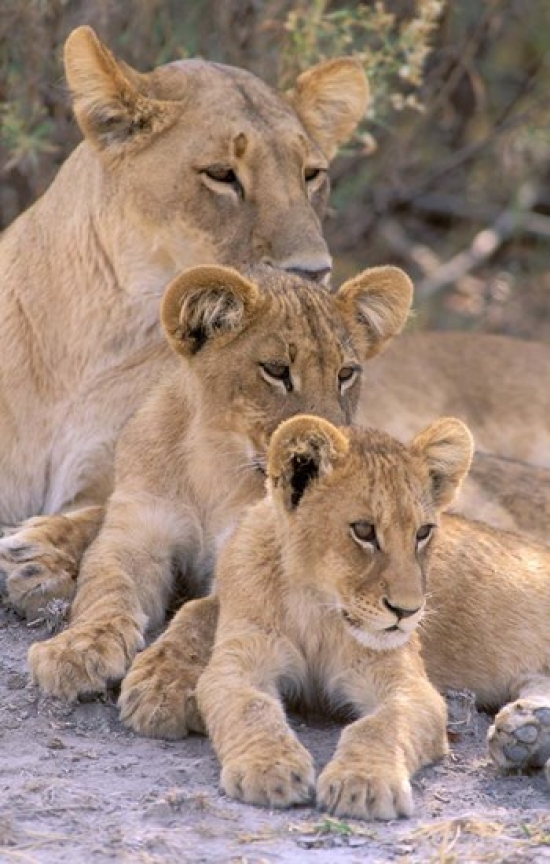 Pddaf05pox0039 Lioness & Cubs Okavango Delta Botswana Poster Print By Pete Oxford, 23 X 36