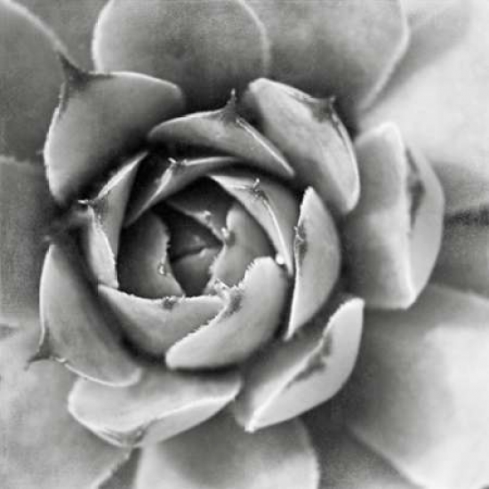 Pdx20825large Garden Succulent Ii Poster Print By Laura Marshall, 24 X 24 - Large
