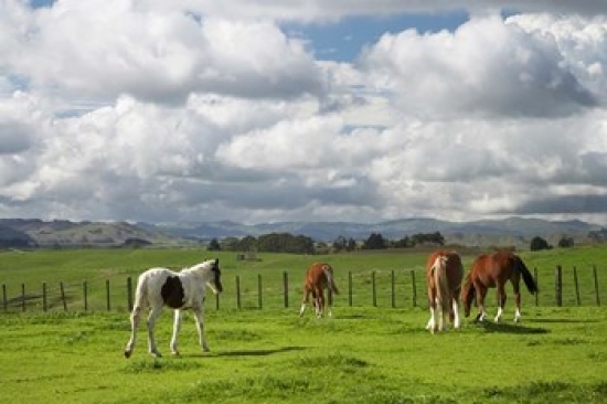 Pddau02dwa4007b Horses Farmland Te Kauwhata North Island New Zealand Poster Print By David Wall, 17 X 11