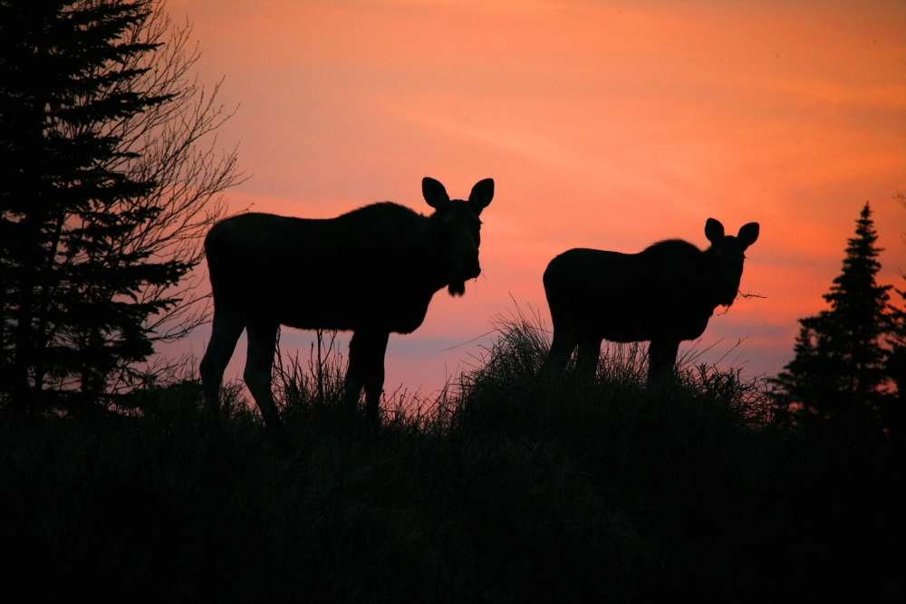 Dpi2027850 Moose Silhouetted At Sunset Near Gunners Cove Newfoundland Poster Print, 18 X 12
