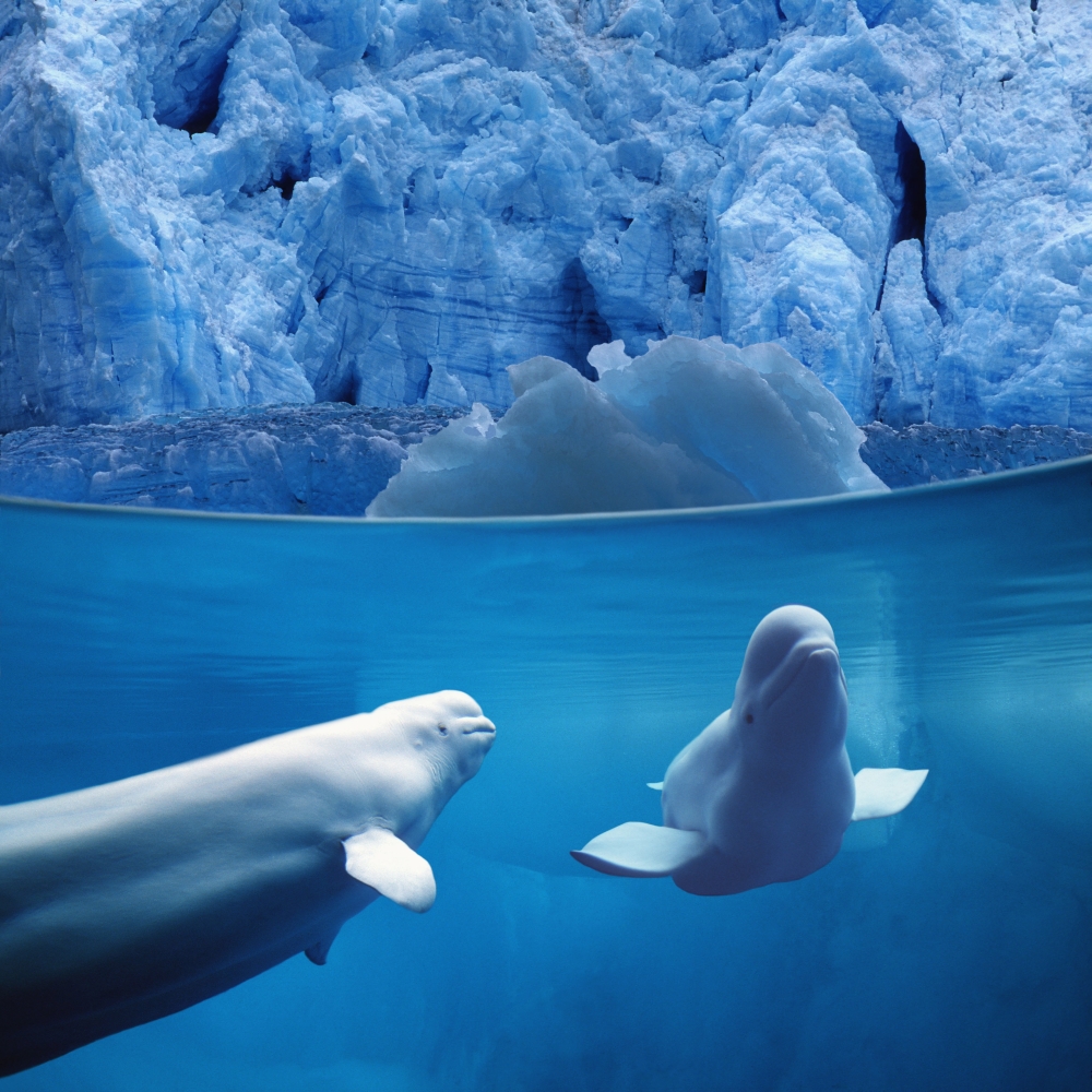 Dpi2093720large Belugas Underwater With View Of Glacier Composite Poster Print, 24 X 24 - Large
