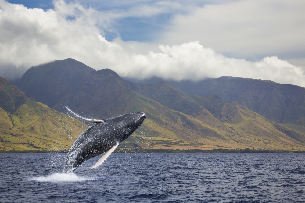 A Breaching Humpback Whale Off The West Side Of The Island Of Maui - Maui Hawaii United States Of America Poster Print - 38 X 24 In. - Large
