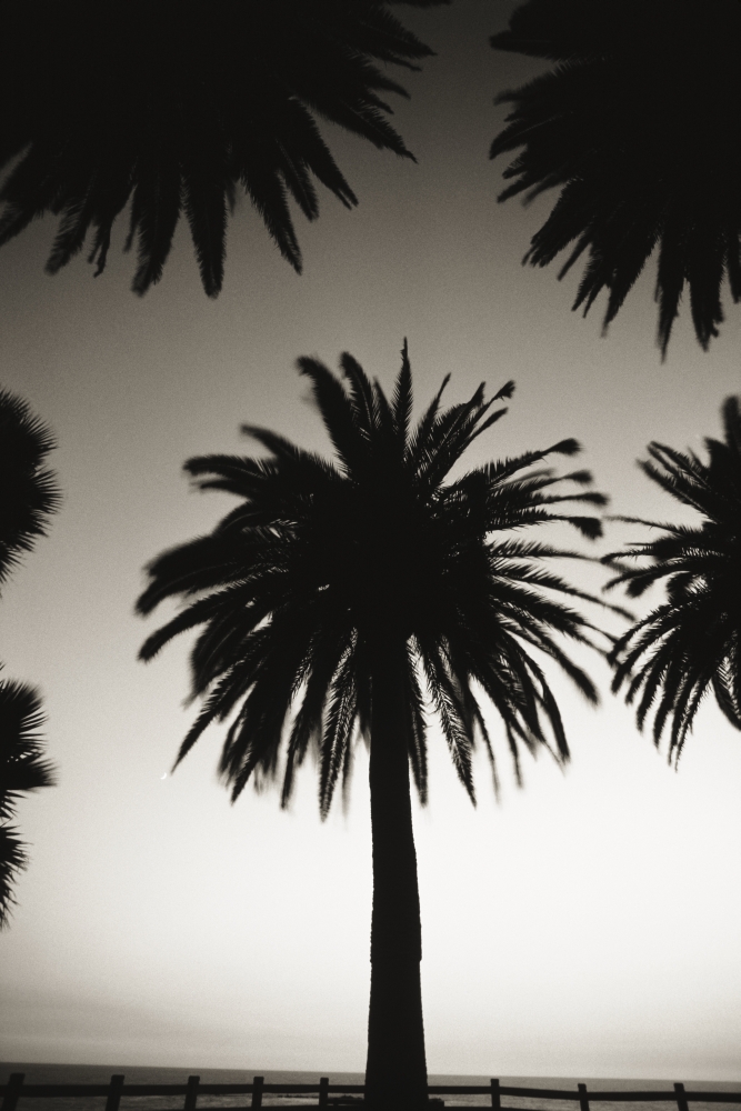 Dpi1982182 Silhouetted Palm Tree Centered Between Other Palm Tree Tops At Dusk, Black & White Photograph Poster Print, 12 X 18