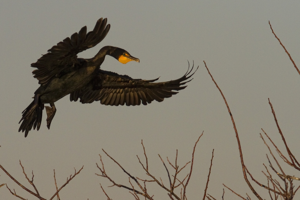Dpi2037292 Double Crested Cormorant Coming In For Landing Everglades National Park Florida Poster Print, 17 X 11