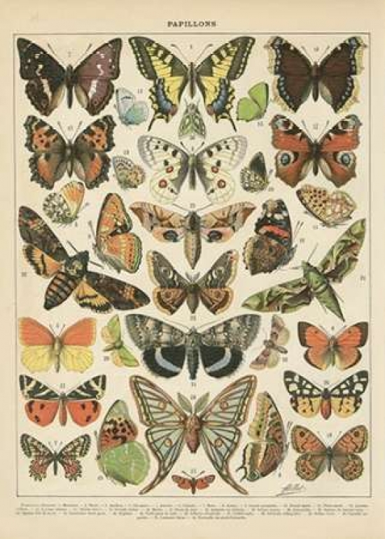 Pdxbab058small Papillons I Poster Print By Gwendolyn Babbitt, 10 X 14 - Small