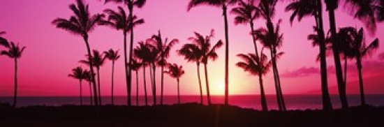 Ppi145433s Silhouette Of Palm Trees At Dusk Hawaii Usa Poster Print, 18 X 6