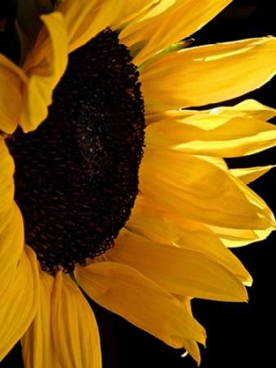 Sunlit Sunflowers Ii Poster Print By Monika Burkhart, 11 X 14 - Small