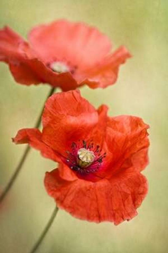 Pdxd881dlarge Papaver Passion Poster Print By Mandy Disher, 24 X 36 - Large