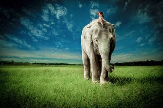 Pdxm1203dsmall Elephant Carry Me Poster Print By Jeff Madison, 12 X 18 - Small