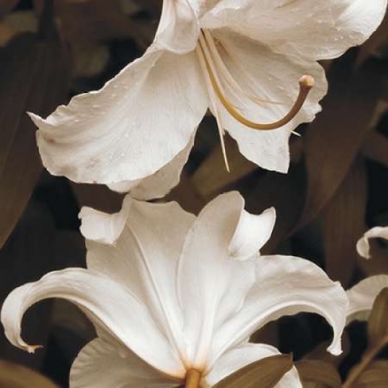 Pdxs751dsmall White Lilies Poster Print By Rebecca Swanson, 12 X 12 - Small