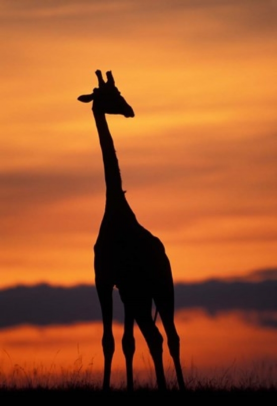 Pddaf21pso0209b Giraffe Silhouetted Masai Mara Game Reserve Kenya Poster Print By Paul Souders, 12 X 17