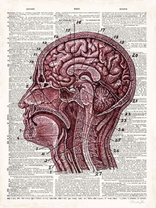 Pdx502jam1221small Vintage Anatomy Brain Poster Print By Christopher James, 9 X 12 - Small