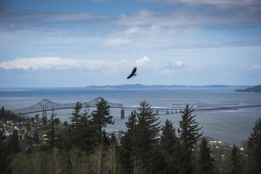 A Bald Eagle Soars Over The Trees Above The Town Of Astoria - Astoria Oregon United States Of America Poster Print - 38 X 24 In. - Large