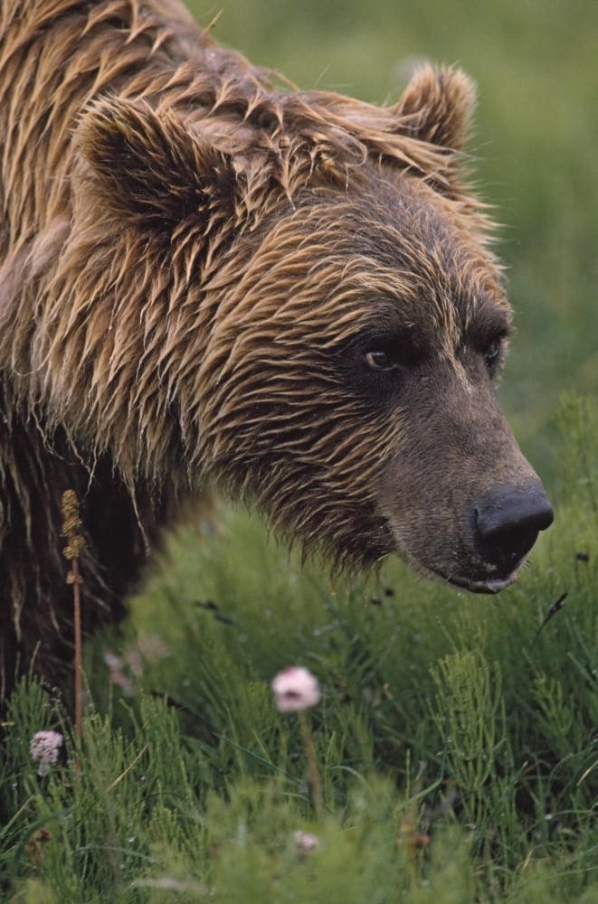 UPC 739608744114 product image for Grizzly Bear Wet From Rain Poster Print, 12 x 19 | upcitemdb.com