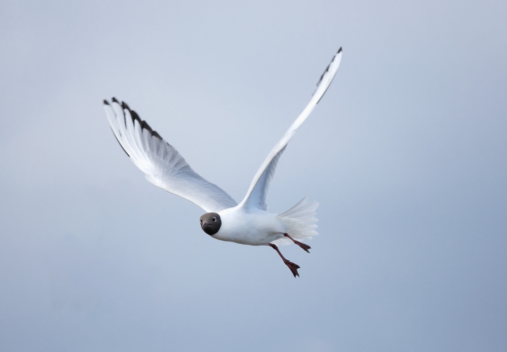 A Bird In Flight - Amble, Northumberland, England Poster Print, 36 X 24 - Large