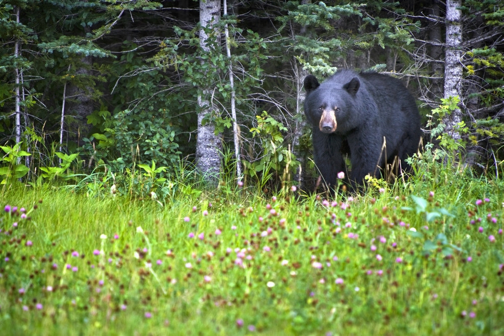 A Black Bear Ursus Americanus Gazes At The Camera - Jasper, Alberta, Canada Poster Print, 38 X 24 - Large