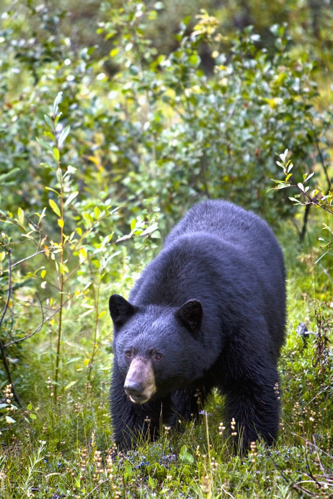 A Black Bear Ursus Americanus - Jasper, Alberta, Canada Poster Print, 12 X 19