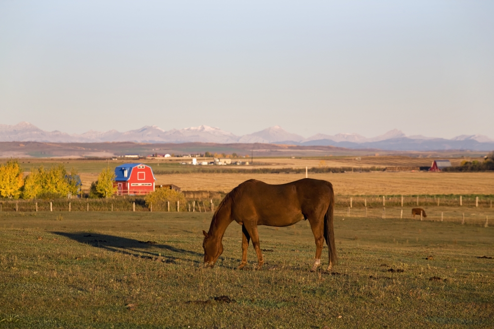 A Brown Horse Grazing In A Field In Autumn With A Red Barn & Mountains In The Background At Sunrise - Alberta, Canada Poster Print, 20 X 13