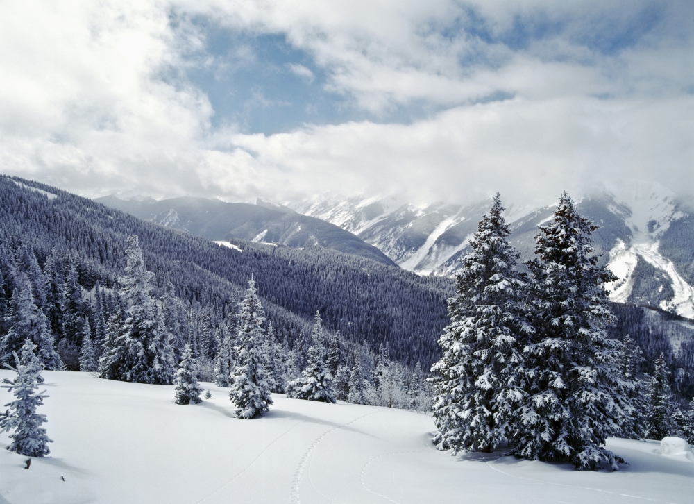 DPI1891766LARGE Snow Covered Pine Trees On Mountain Poster Print, 36 x 26 - Large