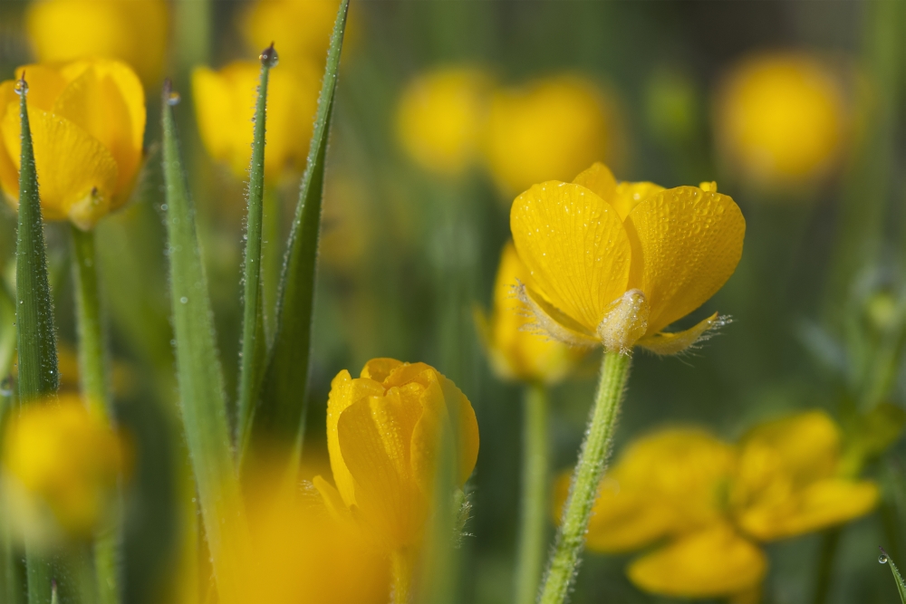 UPC 739608789832 product image for Buttercups Blooming - Astoria Oregon United States of America Poster Print - 19  | upcitemdb.com