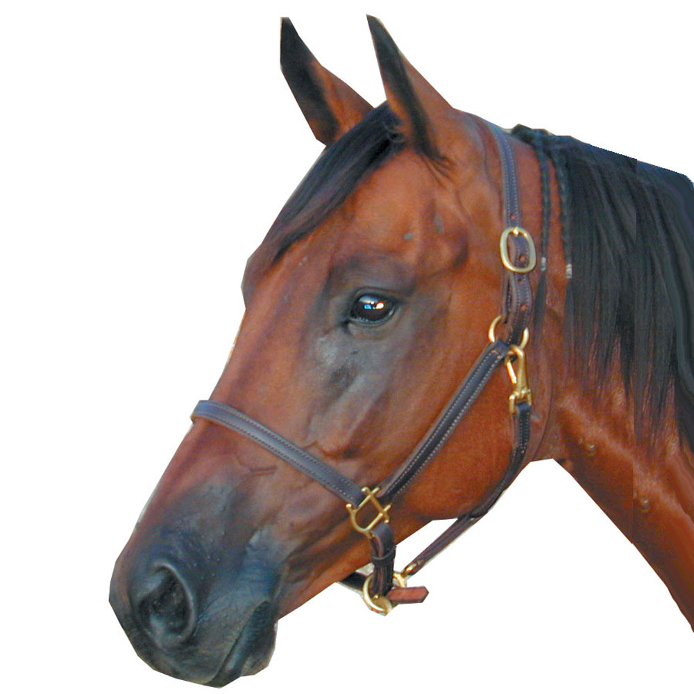 H302bf Classic Leather Halter Deluxe Horse, Black