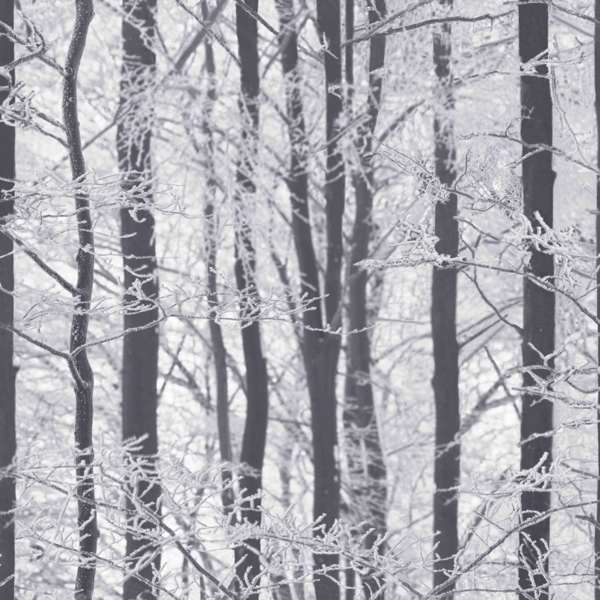 670200 Frosted Wood Wallpaper, Silver