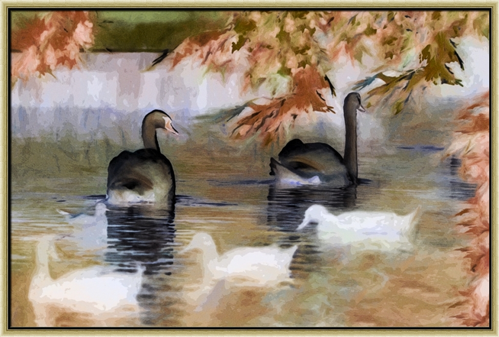 Black Swans Wall Art