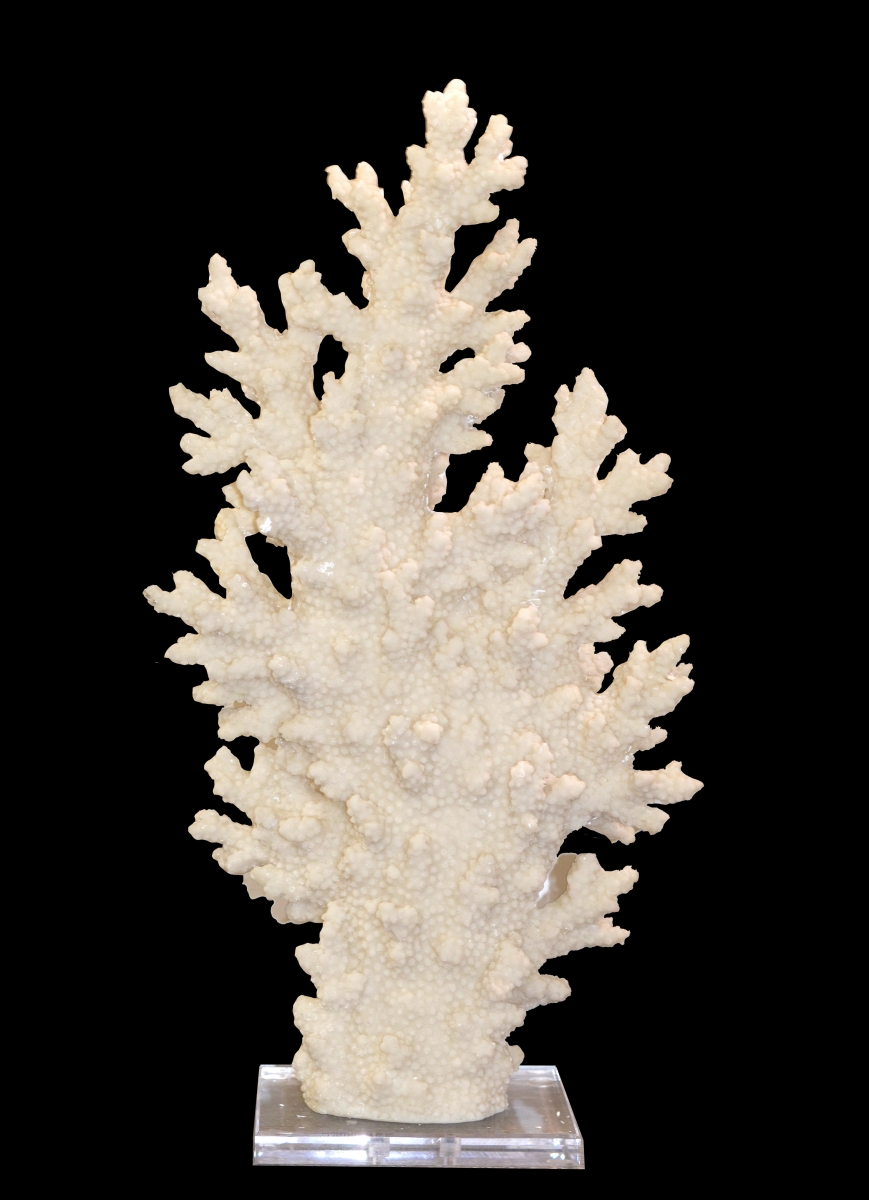 12007227 White Coral With Acrylic Base Tall - 23.5 X 12.25 X 6 In.