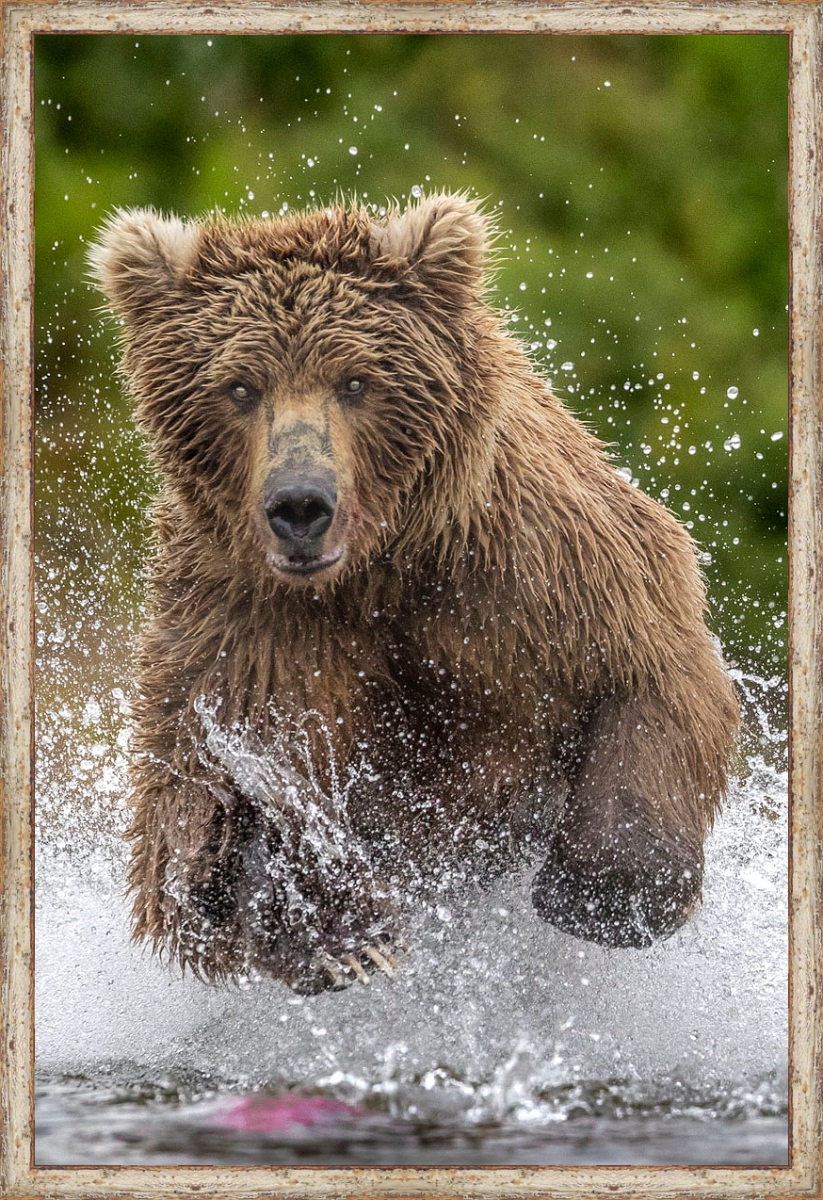 5805 Alaska Bear, Framed Giclee Canvas Art