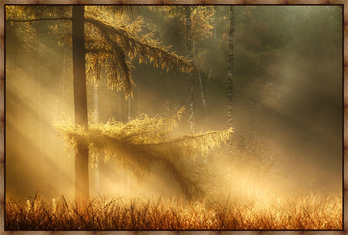 5820 Autumn Light, Framed Giclee Canvas Art