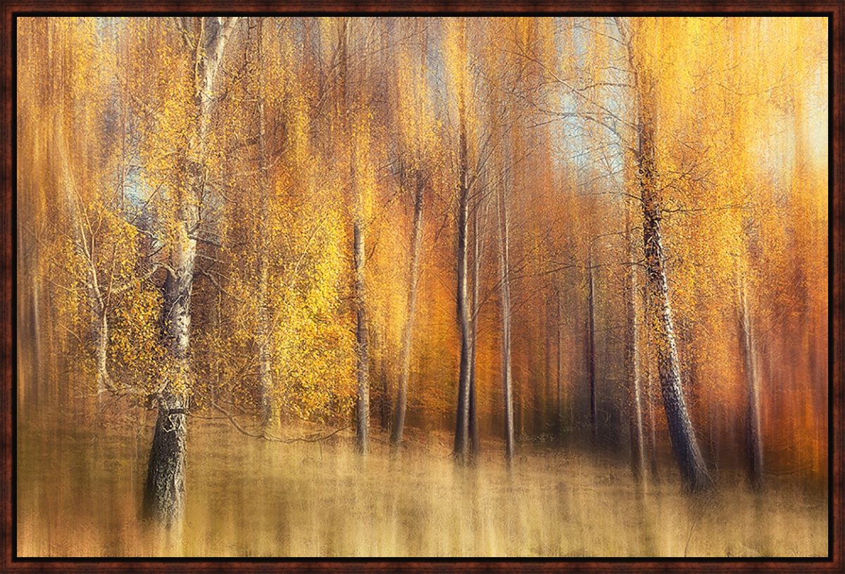 5821 Autumn Birches, Framed Giclee Canvas Art