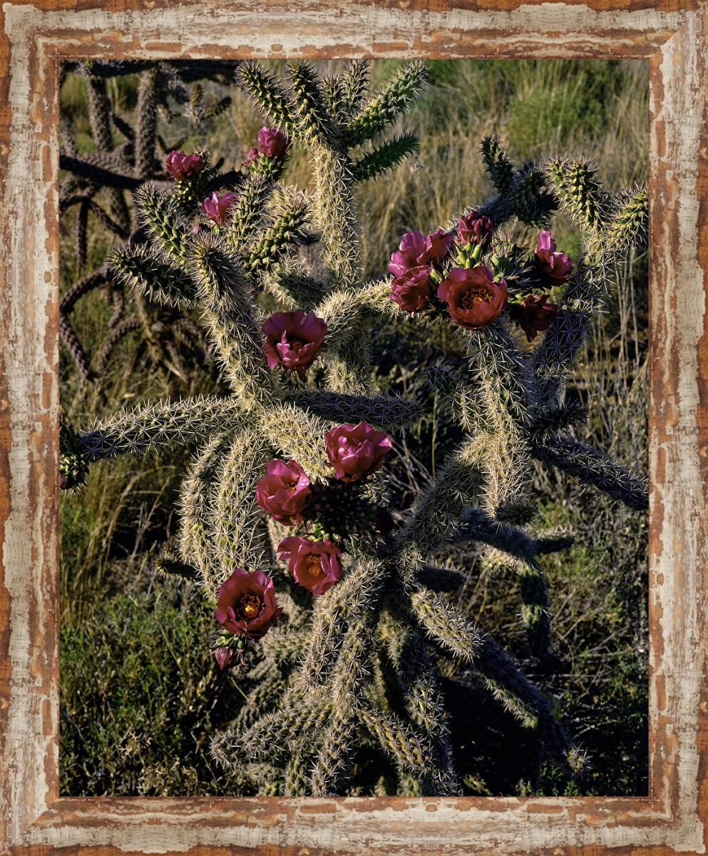 5841 Cholla Cactus, Framed Giclee Canvas Art