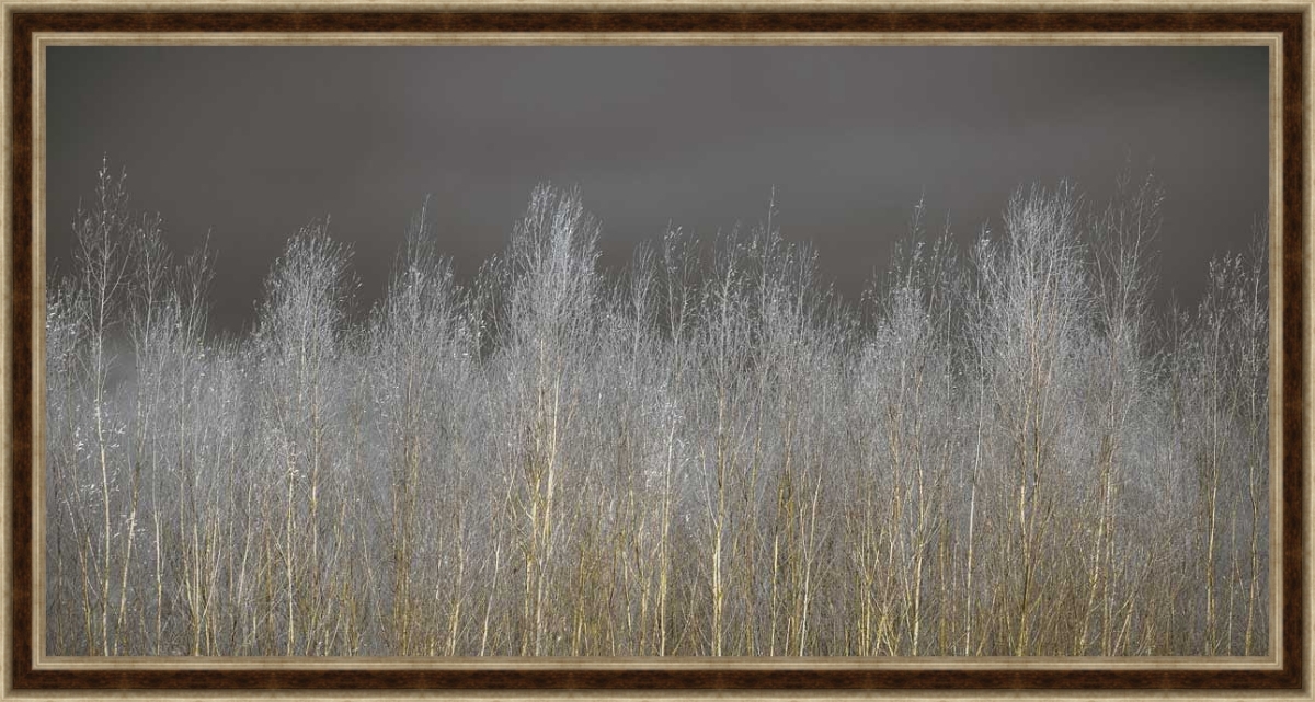 5878 Silver Forest, Framed Giclee Canvas Art - Brown & Champagne Wooden