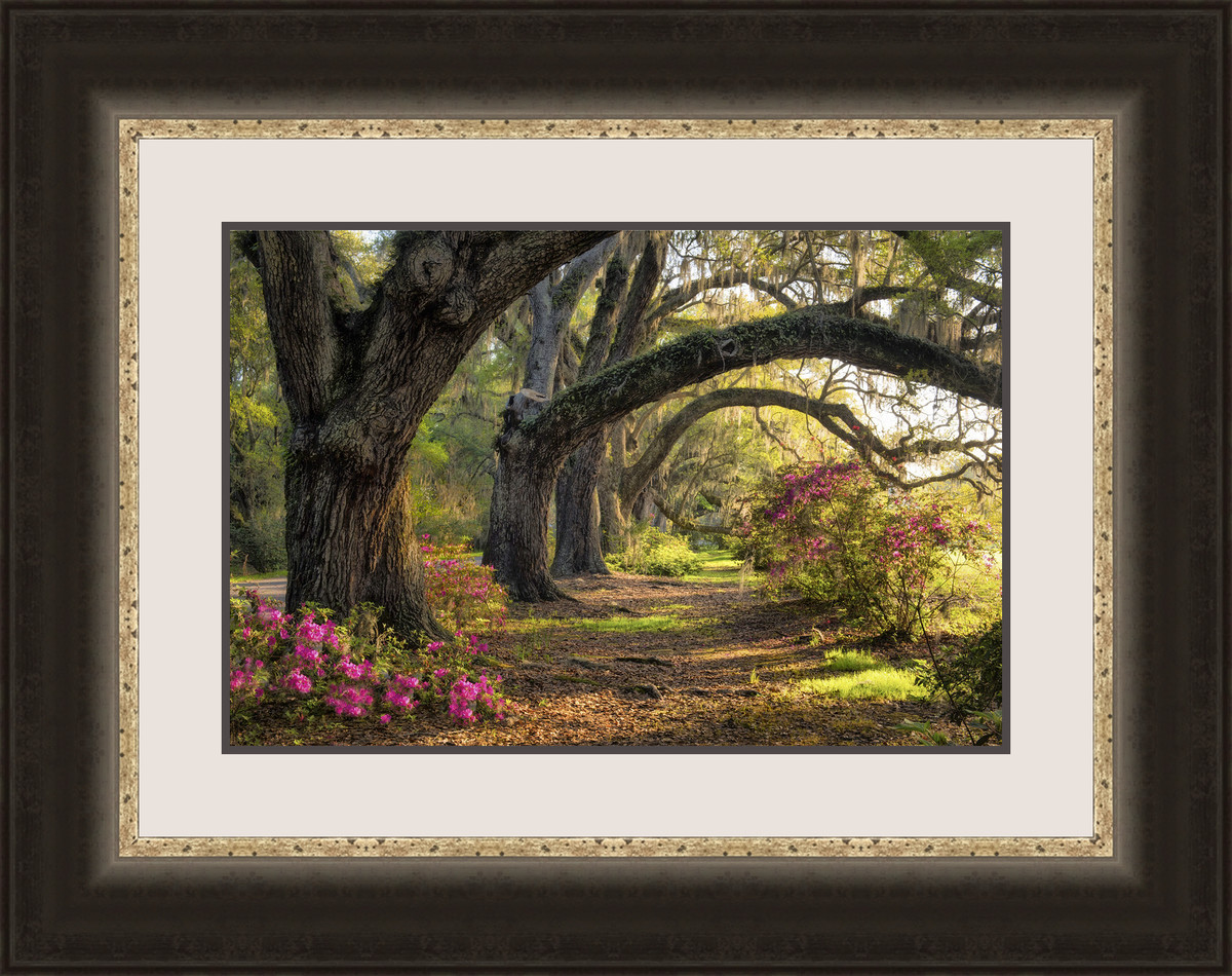 7073 27.5 X 35.5 In. Under The Live Oaks I, Framed Fine Art Print With Glass - Brown & Black