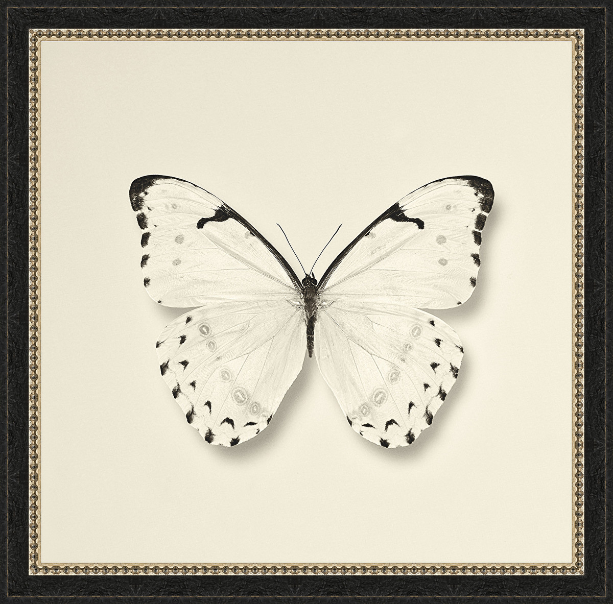 7248 18 X 18 In. Butterfly Ii Bw, Framed Fine Art Print With Glass