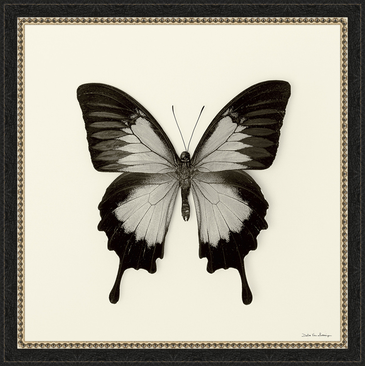 7249 18 X 18 In. Butterfly Iii Bw, Framed Fine Art Print With Glass