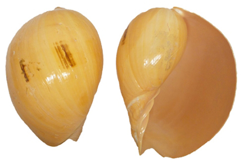 U.s. Shell 08004 6-7 In. Melo Melo Seashells - 3 Piece