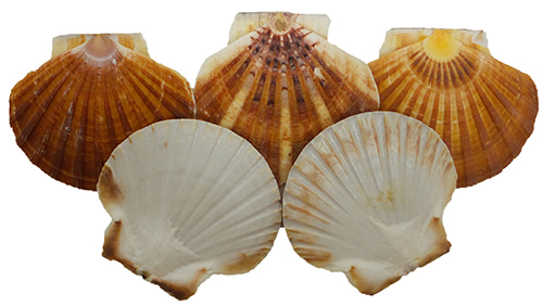 U.s. Shell 08014 Irish Flats Seashells - 20 Piece