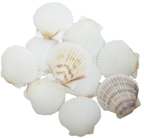 U.s. Shell 08016 White Scallops Seashells - 36 Piece
