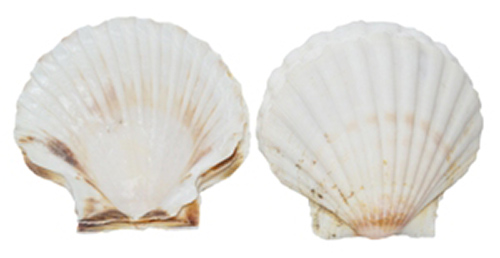 U.s. Shell 08129 Irish Deep Seashells - 12 Piece