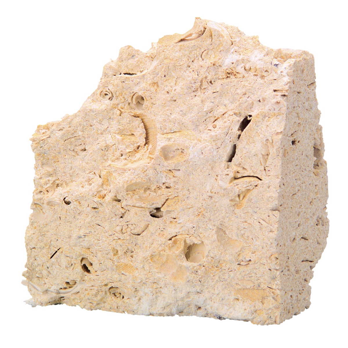 586603 Scott Resources Student Buff Fossiliferous Limestone - Pack Of 10