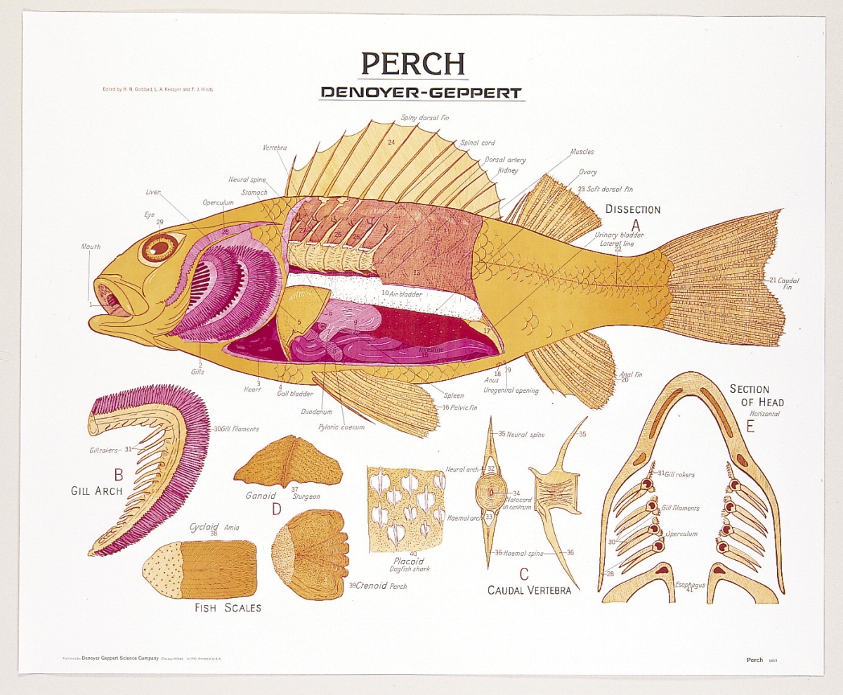 1472137 44 X 36 In. Perch Biology Poster